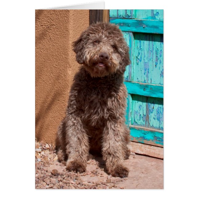 Lagotto Romagnolo som väntar vid en blå dörr Hälsningskort (Framsidan)
