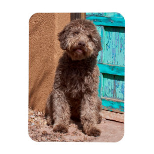 Lagotto Romagnolo som väntar vid en blå dörr Magnet