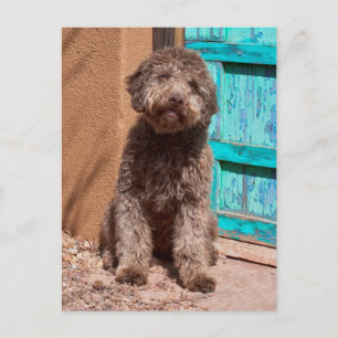 Lagotto Romagnolo som väntar vid en blåttdörr Vykort