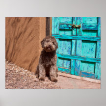 Lagotto Romagnolo Waiting By A Blue Door