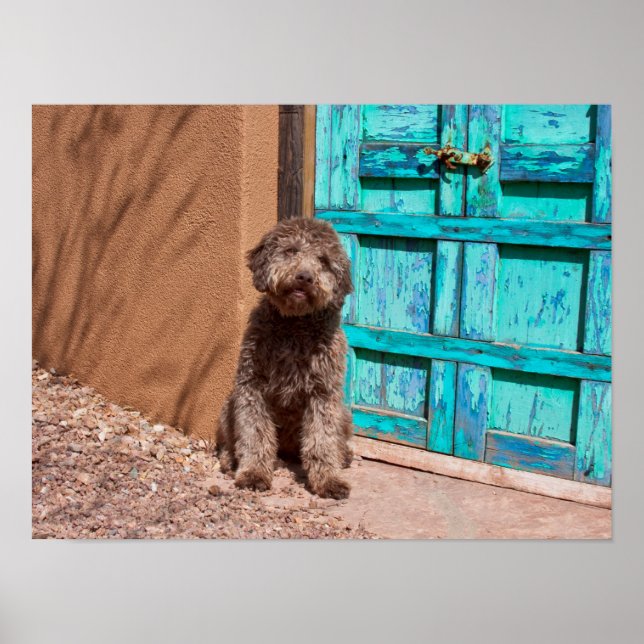 Lagotto Romagnolo Waiting By A Blue Door Poster (Framsidan)