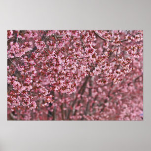 Lagrar av Rosa japanska Blommar för körsbär Poster