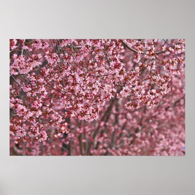 Lagrar av Rosa japanska Blommar för körsbär Poster (Framsidan)