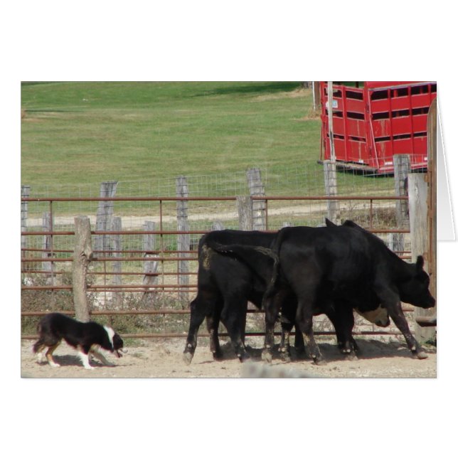 Lagrar Hund Trial Hälsningskort (Framsidan Horizontal)