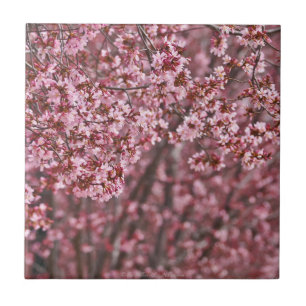 Lagrar Rosa Japanska Blommar för körsbär, Tile Kakelplatta