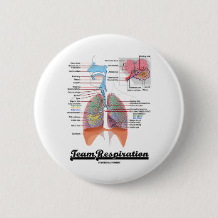 LagRespiration (det respiratoriska systemet) Knapp