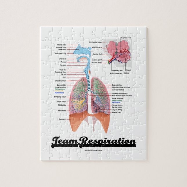 LagRespiration (det respiratoriska systemet) Pussel (Vertikal)