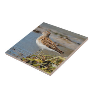 Lägsta sandpiper på Mudflats Kakelplatta