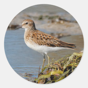 Lägsta sandpiper på Mudflats Runt Klistermärke