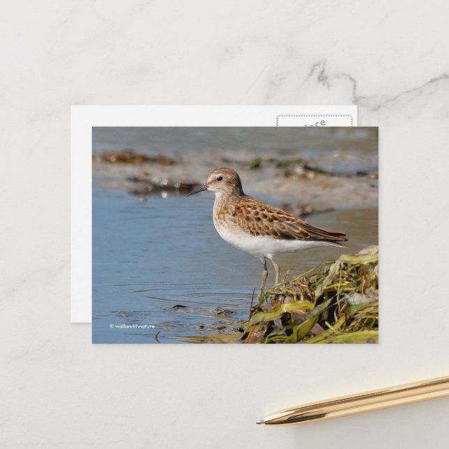 Lägsta sandpiper Shorebird på Mudflats Vykort (Fram/Back In Situ)