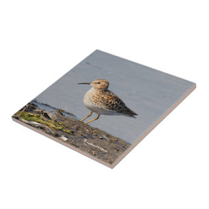 Lägsta sandpiper vid låg tidvatten kakelplatta