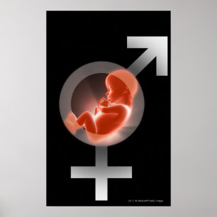 Lagt över foster över male och kvinnliga symbole poster