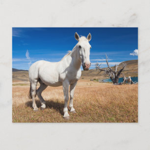 Laguna Azul, landskap med hästar Vykort