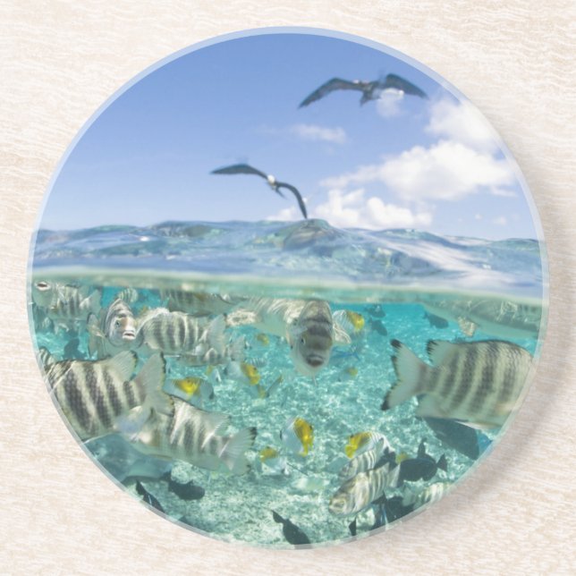 Lagunsafaritur medföljande rockor underlägg sandsten (Framsidan)