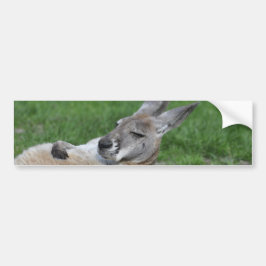 Laid-back Kangaroo Bildekal