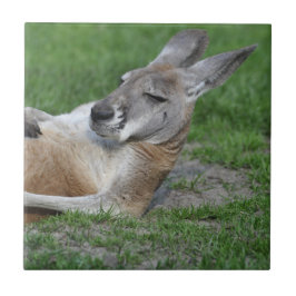 Laid-back Kangaroo Kakelplatta