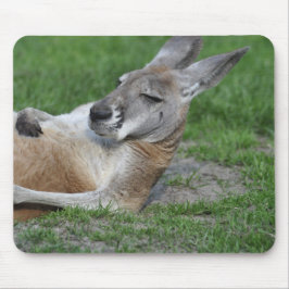 Laid-back Kangaroo Musmatta