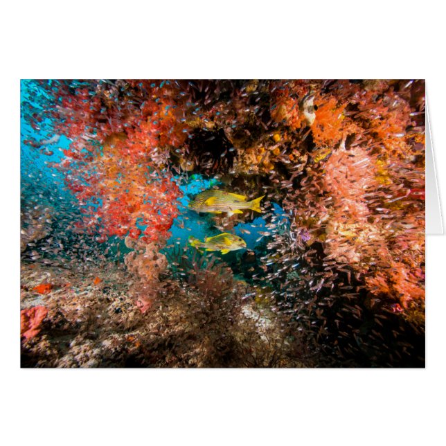 Laja Ampat undervattens- 6 Hälsningskort (Framsidan Horizontal)
