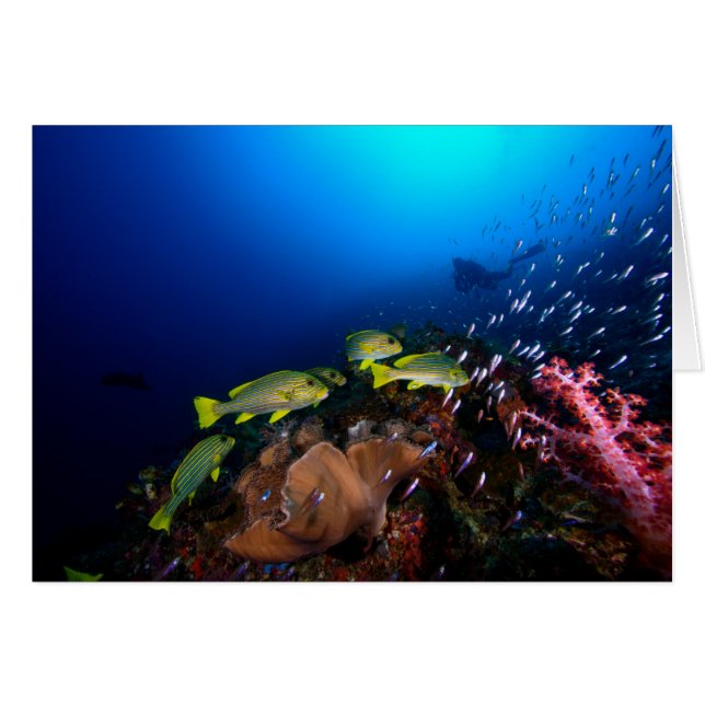 Laja Ampat Underwater 3 Hälsningskort (Framsidan Horizontal)