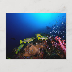 Laja Ampat Underwater 3 Vykort