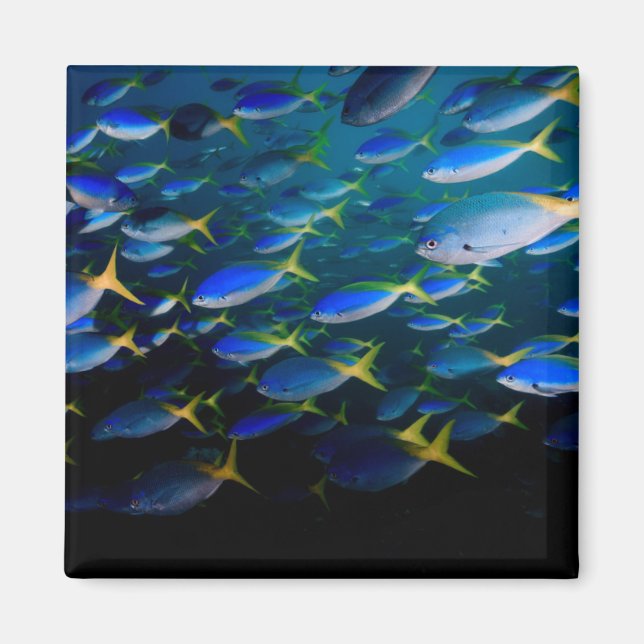 Laja Ampat Underwater 5 Magnet (Framsidan)