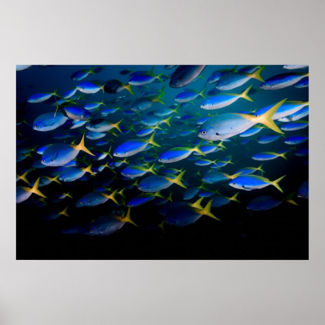 Laja Ampat Underwater 5 Poster (Framsidan)