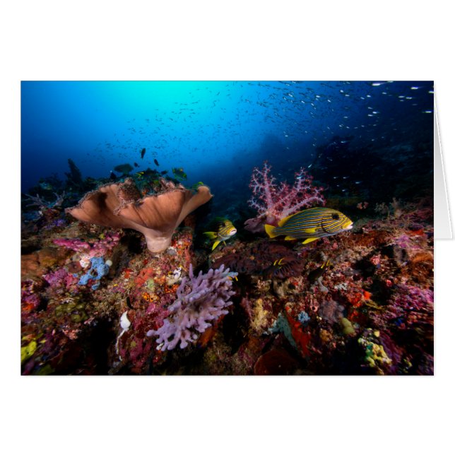 Laja undervattens- Ampat Hälsningskort (Framsidan Horizontal)