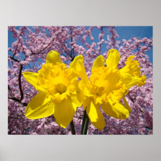 Lakande beröring konst gula narcisser rosa blommor poster