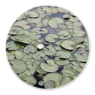 Lake Lily Pad Explosion Knopp