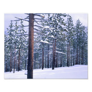LAKE TAHOE STATE PARK, NEVADA. USA. Färsk snö Fototryck