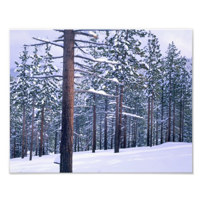 LAKE TAHOE STATE PARK, NEVADA. USA. Färsk snö Fototryck (Framsidan)