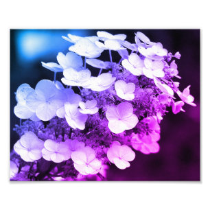 Lakecap Hydrangea Black and White Färg Tint Fototryck