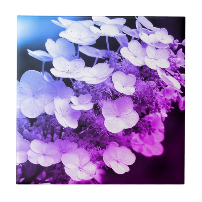 Lakecap Hydrangea Black and White Färg Tint  Kakelplatta (Framsidan)