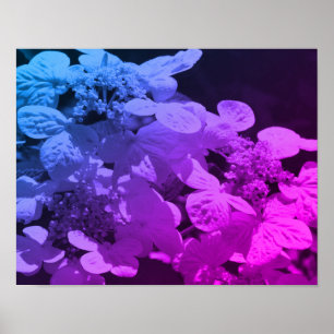 Lakecap Hydrangea Flower Black and White Tdesignat Poster