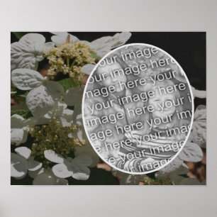 Lakecap Hydrangea Flower Skapar ditt eget foto Poster