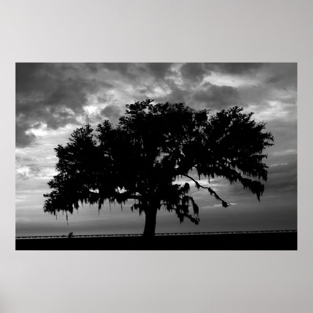 Lakefront Live Oak Poster (Framsidan)