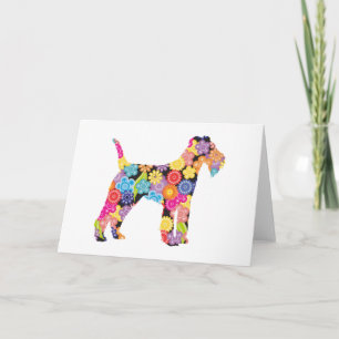 Lakeland Terrier Kort