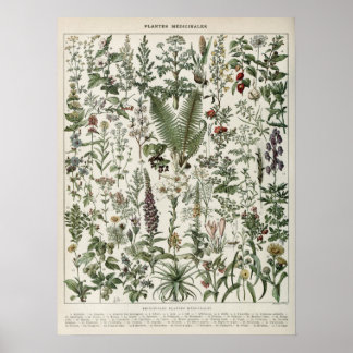 Läkemedelsväxter Illustration Vintage Skriv ut Poster