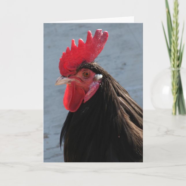 Lakenvelder Tupp Kort (Framsida)