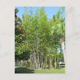 Lakeside Bamboo Vykort