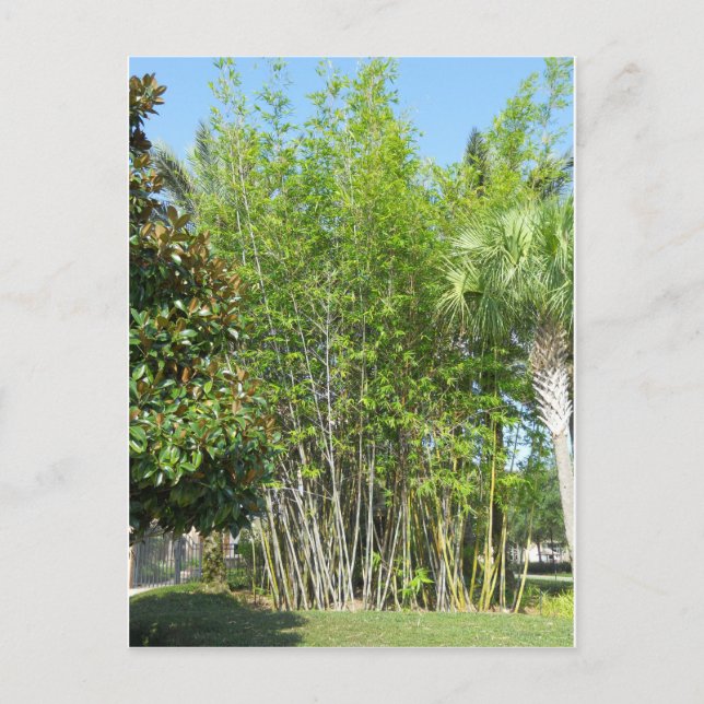 Lakeside Bamboo Vykort (Framsida)