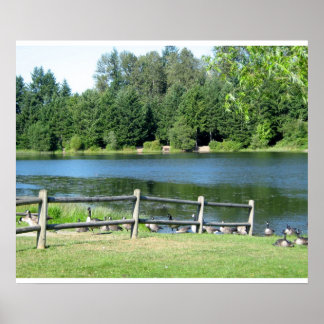 Lakeside Geese i parken Poster