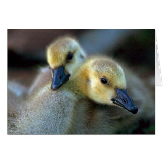 Lakeside Hälsningskort (Framsidan Horizontal)