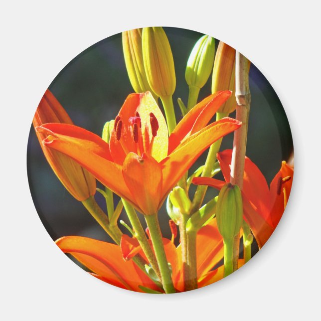 Läkningsberöring magneter Orange Lily Blommor (Framsidan)