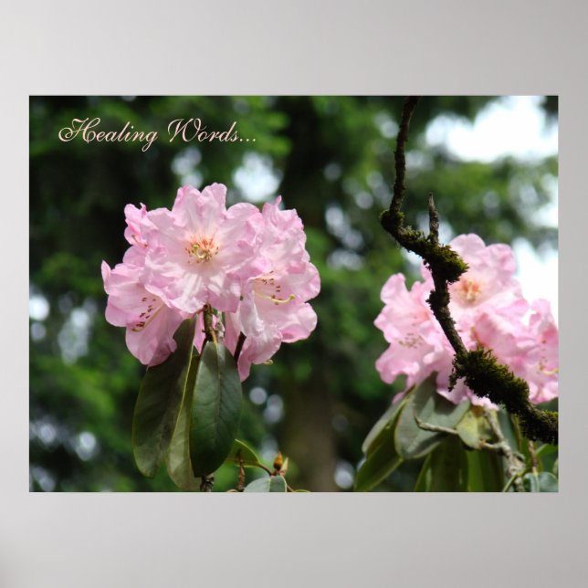 Läkningsord... konsttryck Rosa Rhododendron Flora Poster (Framsidan)