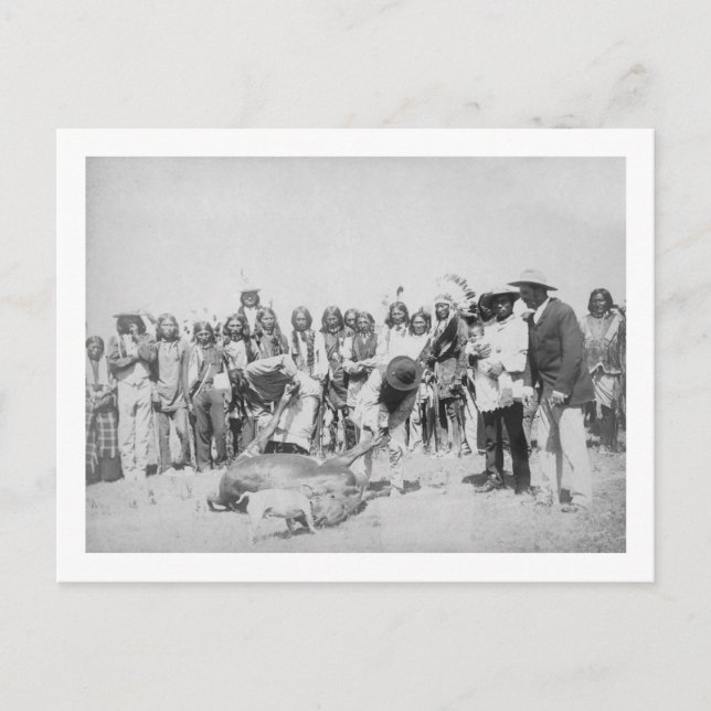 Lakota Indians Skinning Cattle Photograph Vykort (Framsida)