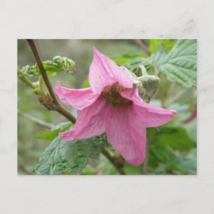 Laktröskeblomma, Unalaska Island Vykort