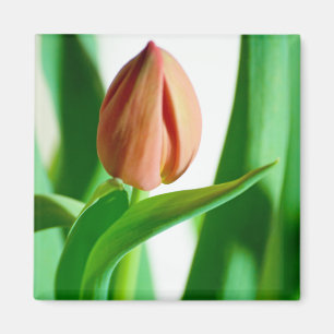 Lala Tulip Magnet