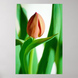 lala Tulip-utskrift Poster