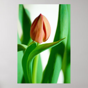 lala Tulip-utskrift Poster